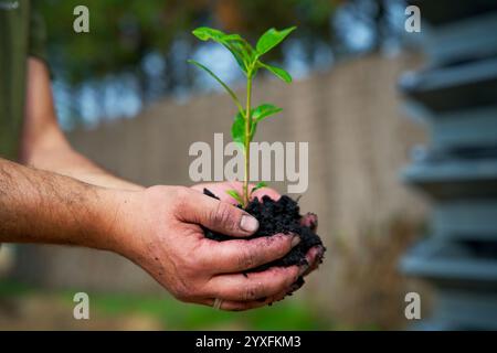 Coltivazione del carbonio, compost, terreno di inglobamento, mantenimento, coltivazione, stagione, substrato, ambientale, naturale, sporco, due mani in mano, sostenibilità, bio-cura, Foto Stock