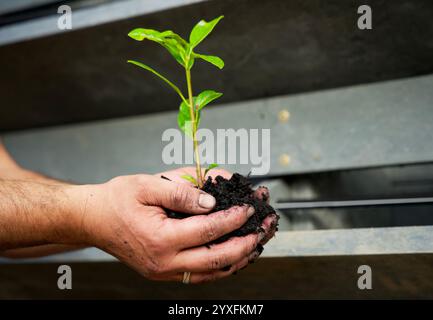 Coltivazione del carbonio, compost, terreno di inglobamento, mantenimento, coltivazione, stagione, substrato, ambientale, naturale, sporco, due mani in mano, sostenibilità, bio-cura, Foto Stock