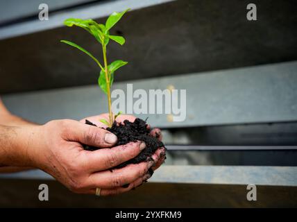 Coltivazione del carbonio, compost, terreno di inglobamento, mantenimento, coltivazione, stagione, substrato, ambientale, naturale, sporco, due mani in mano, sostenibilità, bio-cura, Foto Stock