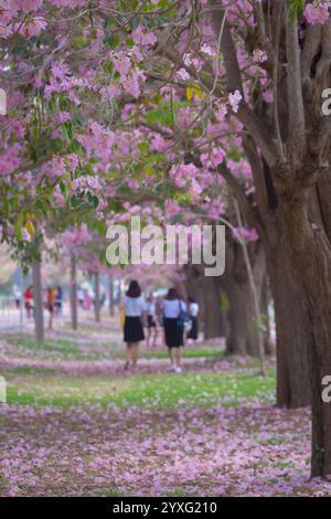 I fiori di tromba rosa presso l'Università di Kasetsart, il Kamphaeng Saen Campus, Nakhon Pathom, sono in piena fioritura per 2-3 periodi, tra febbraio e marzo Foto Stock