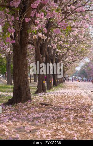 I fiori di tromba rosa presso l'Università di Kasetsart, il Kamphaeng Saen Campus, Nakhon Pathom, sono in piena fioritura per 2-3 periodi, tra febbraio e marzo Foto Stock