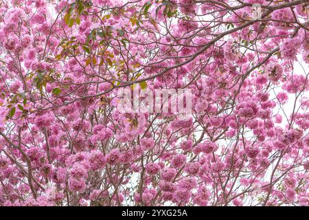 I fiori di tromba rosa presso l'Università di Kasetsart, il Kamphaeng Saen Campus, Nakhon Pathom, sono in piena fioritura per 2-3 periodi, tra febbraio e marzo Foto Stock