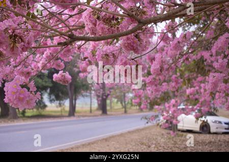 I fiori di tromba rosa presso l'Università di Kasetsart, il Kamphaeng Saen Campus, Nakhon Pathom, sono in piena fioritura per 2-3 periodi, tra febbraio e marzo Foto Stock