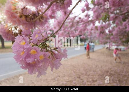 I fiori di tromba rosa presso l'Università di Kasetsart, il Kamphaeng Saen Campus, Nakhon Pathom, sono in piena fioritura per 2-3 periodi, tra febbraio e marzo Foto Stock