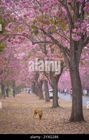 I fiori di tromba rosa presso l'Università di Kasetsart, il Kamphaeng Saen Campus, Nakhon Pathom, sono in piena fioritura per 2-3 periodi, tra febbraio e marzo Foto Stock