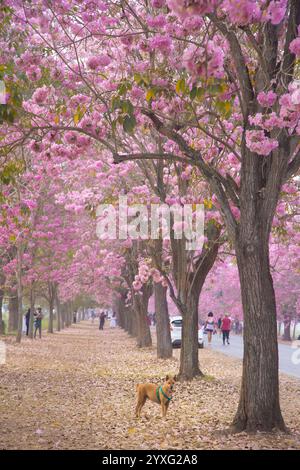 I fiori di tromba rosa presso l'Università di Kasetsart, il Kamphaeng Saen Campus, Nakhon Pathom, sono in piena fioritura per 2-3 periodi, tra febbraio e marzo Foto Stock