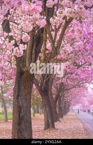 I fiori di tromba rosa presso l'Università di Kasetsart, il Kamphaeng Saen Campus, Nakhon Pathom, sono in piena fioritura per 2-3 periodi, tra febbraio e marzo Foto Stock