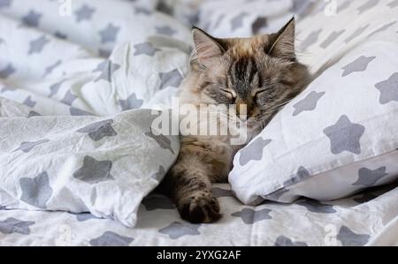 Un bellissimo gatto in maschera neva con gli occhi azzurri che si stende su un morbido cuscino che mostra la sua morbida pelliccia e il suo comportamento rilassato. Primo piano. Foto Stock