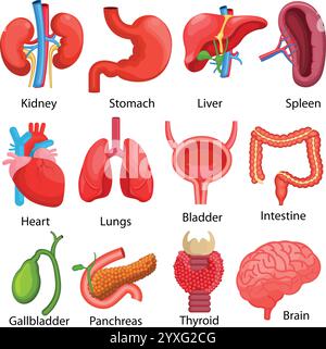 Human organs Anatomy, illustrazioni per sito web medico, applicazione, manuali di formazione, icone anatomiche umane, illustrazione anatomia umana Illustrazione Vettoriale