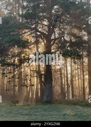 quercia mistica attraverso la quale la luce arancione del sole del tramonto splende nella nebbia durante il gelo invernale. Foto Stock