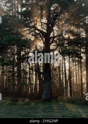 quercia mistica attraverso la quale la luce arancione del sole del tramonto splende nella nebbia durante il gelo invernale. Foto Stock