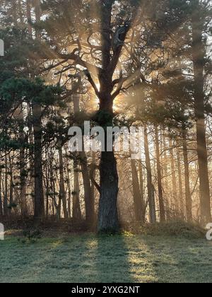 quercia mistica attraverso la quale la luce arancione del sole del tramonto splende nella nebbia durante il gelo invernale. Foto Stock
