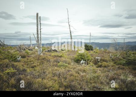 Gentiana, Gentiana bavarica, Foresta bavarese, Baviera, Germania, Europa Foto Stock