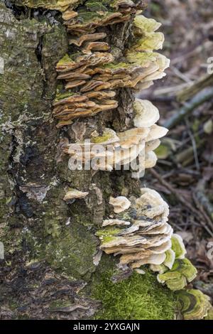 Funghi che crescono su un tronco d'albero nella foresta, circondati da muschio con un'atmosfera naturale e organica, Muensterland, Renania settentrionale-Vestfalia, Germa Foto Stock