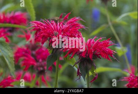 Balsamo d'oro (Monarda didyma), noto anche come ortica indiana o monard scarlatta, Renania settentrionale-Vestfalia, Germania, Europa Foto Stock