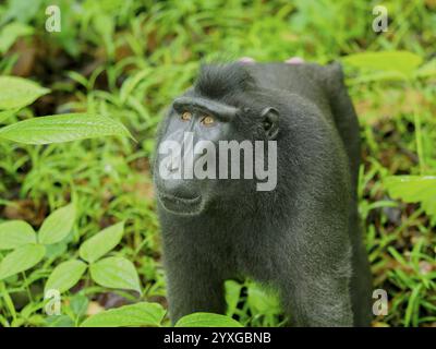 Macaco crestato nero (Macaca nigra), Parco Nazionale Tangoko, Sulawesi, Indonesia, Asia Foto Stock