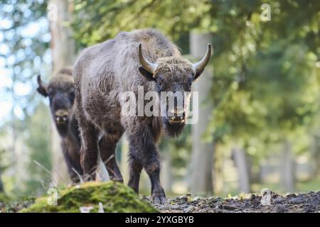 Bisonte europeo (Bison bonasus) in una foresta in primavera, foresta bavarese, Germania, Europa Foto Stock