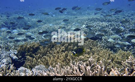 Branchi di pesci farfalla a mezzaluna (Chaetodon lunula) che si librano su una ricca barriera corallina, sito di immersione SD, Nusa Ceningan, Nusa Penida, Bali, Indonesia, Asia Foto Stock
