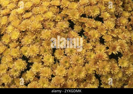 Crisantemi gialli (Chrysanthemum), Muensterland, Renania settentrionale-Vestfalia, Germania, Europa Foto Stock