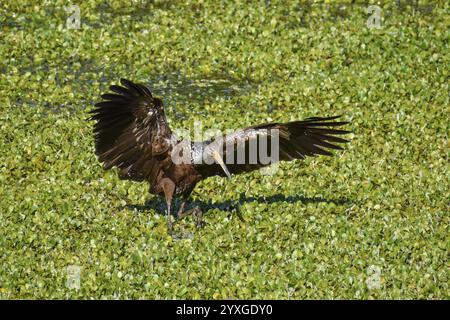 Gru ad acqua (Aramus guarauna) che atterra su un corpo d'acqua con piante acquatiche in una riserva naturale a Buenos Aires, Argentina, Sud America Foto Stock