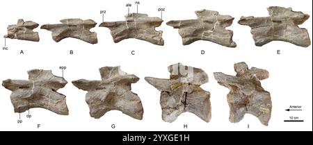 (241216) -- KUNMING, 16 dicembre 2024 (Xinhua) -- questa immagine fornita dall'Institute of Vertebrate Paleontology and Paleoanthropology of the Chinese Academy of Sciences mostra la vista a sinistra della sequenza delle ossa delle vertebre cervicali di Lishulong wangi. ANDARE CON "nuovo genere di dinosauro sauropodomorfo identificato nello Yunnan cinese" (Istituto di Paleontologia dei vertebrati e Paleoantropologia dell'Accademia cinese delle scienze/handout via Xinhua) Foto Stock