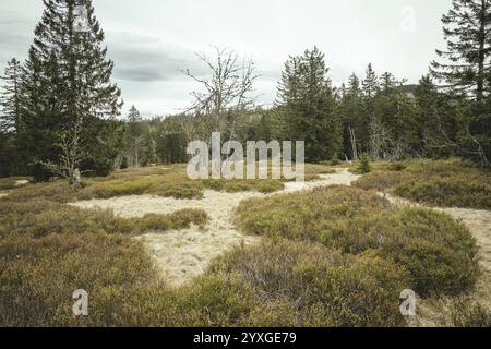 Schachten am Enzian, Gentiana bavarica Forest, Baviera, Germania, Europa Foto Stock