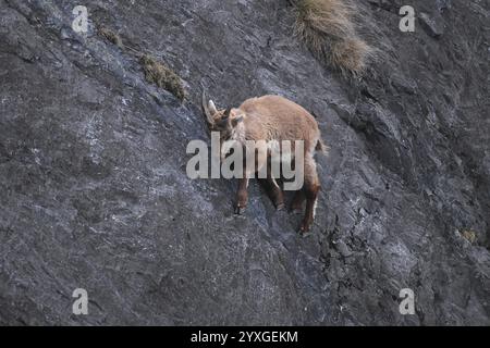 Stambecco alpino (Capra ibex) in equilibrio su una parete rocciosa verticale, Torri di Fraele, Valdidentro, Lombardia, Italia, Europa Foto Stock