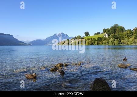 Paesaggio tranquillo con montagne sullo sfondo, lago limpido e anatre in primo piano sotto un cielo blu, Weggis, Lucerna, Svizzera, Europa Foto Stock
