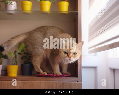 Bellissimo gatto di capelli corti e pianta di casa a casa . Adorabile concetto di animali domestici. Animali domestici che riposano e si nascondono nel verde Foto Stock