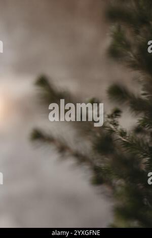 Gli aghi di pino, close-up Foto Stock