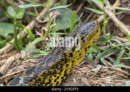 Anaconda gialla (Eunectes notaeus), nota anche come anaconda del Paraguay o anaconda meridionale, boa (Boidae), ritratto di animali, Pantanal, entroterra, Wetland, ONU Foto Stock