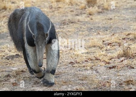 Formichiere gigante (Myrmecophaga tridactyla), al crepuscolo, di fronte all'alba, Pantanal, entroterra, zona umida, riserva della biosfera dell'UNESCO, sito Patrimonio dell'Umanità, wetl Foto Stock