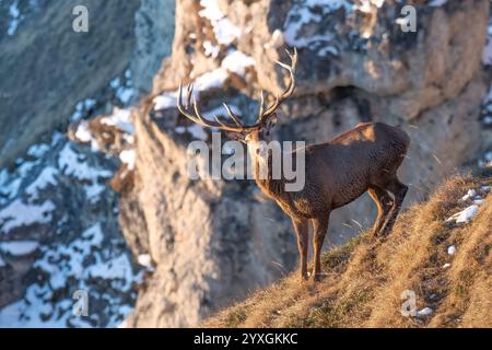 Foto panoramica di un cervo rosso maschio in piedi su un ripido pascolo sullo sfondo di pareti di roccia innevate mentre il sole sorge, orizzontale, a dicembre. Foto Stock
