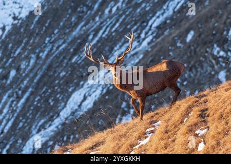 Foto panoramica di un cervo rosso maschio in piedi su un ripido pascolo sullo sfondo di pareti di roccia innevate mentre il sole sorge, orizzontale, a dicembre. Foto Stock