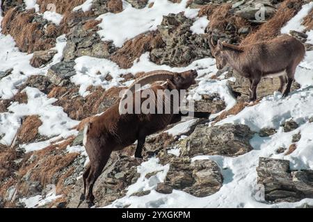 Corteggiamento dell'imponente stambecco alpino maschile, lo stambecco Capra, su ripide rocce e piste innevate. Confronto delle dimensioni degli stambecchi alpini maschili e femminili. Alpi, Italia. Foto Stock