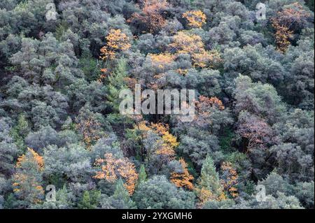 Le cime degli alberi in autunno a Colfax, California, lungo lo Steven's Trail Foto Stock
