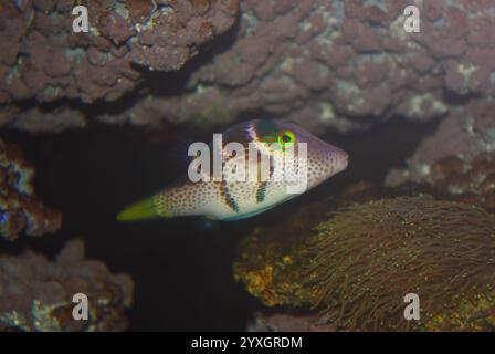 Il puffer di Valentin, Canthigaster valentini Foto Stock