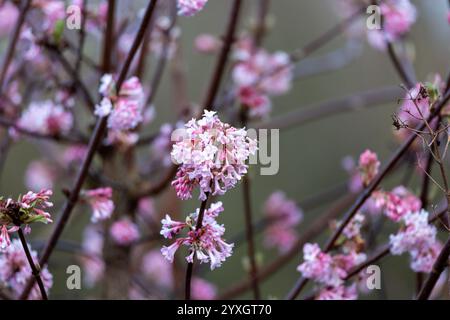 Palla di neve invernale (Viburnum bodnantense Dawn) Foto Stock