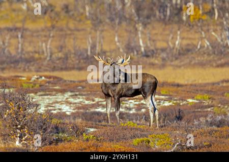Alce/alci (Alces alces), toro adulto/maschio che si forgia sulla tundra in autunno/autunno, Svezia, Scandinavia Foto Stock