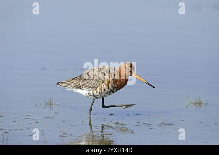 Nero-tailed Godwit Foto Stock