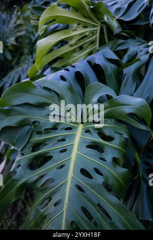 Primo piano di foglie uniche di Monstera con fori Foto Stock