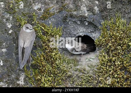Sabbia Martins al nido Foto Stock
