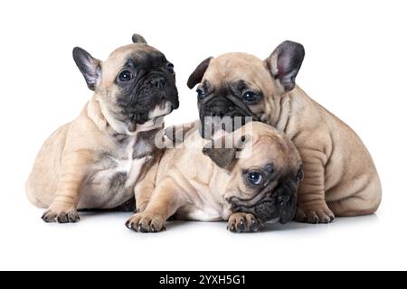 Ritratto di un cucciolo di bulldogs francesi di un mese Foto Stock