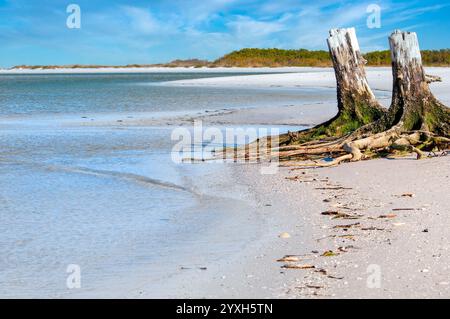 Una spiaggia soleggiata lungo il Golfo del Messico a Longboat Key, Florida, presenta due ceppi di alberi in primo piano contro un cielo azzurro. Foto Stock