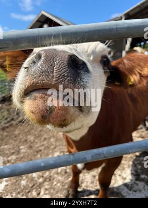 Mucca in piedi nel fango e che ti guarda da vicino attraverso una recinzione con il naso rivolto verso la telecamera. Foto scattata in un'azienda agricola nel sud della Svezia 2023 Foto Stock