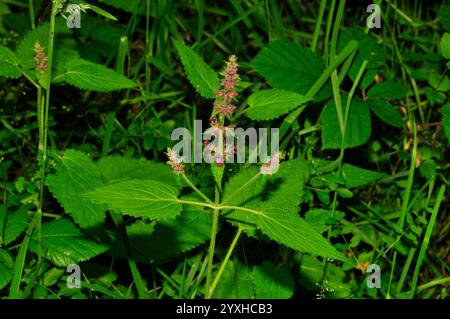 Hedge Woundwort 'Stachys sylvatica' un'alta perenne fiorita viola con foglie a forma di ortica che si trovano nei boschi.Somerset.UK Foto Stock