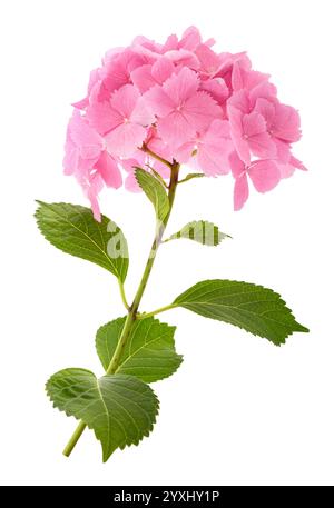 Fiori di Ortensia rosa isolati su sfondo bianco Foto Stock