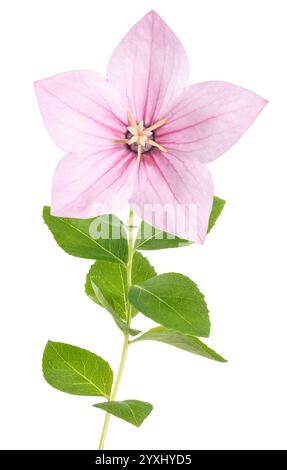 Fiore di palloncino rosa isolato su sfondo bianco Foto Stock