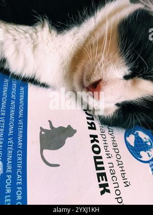 Mosca, Russia, 17 novembre 2020. Iscrizione - passaporto veterinario internazionale per gatti. La museruola e le zampe di un gatto bianco e nero. Documento Foto Stock