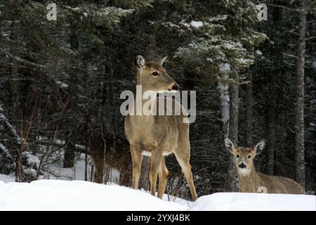Due cervi in una foresta innevata. La neve sta cadendo e lo sfondo è pieno di alberi innevati. Foto Stock